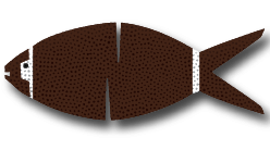 Fishball Sports